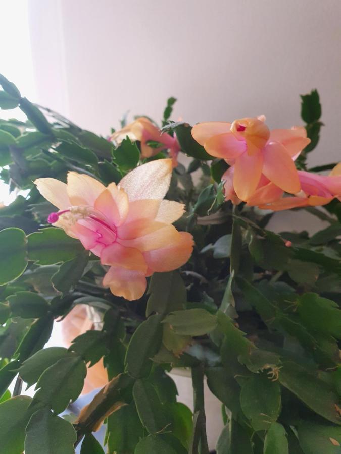 Apartman Noa Knin Dış mekan fotoğraf