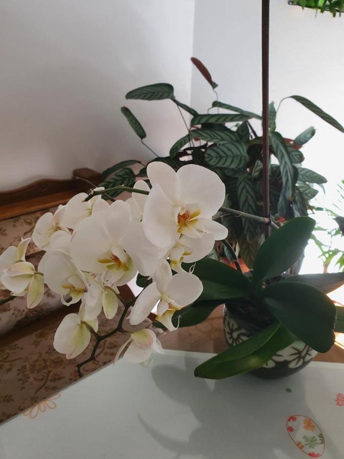 Apartman Noa Knin Dış mekan fotoğraf